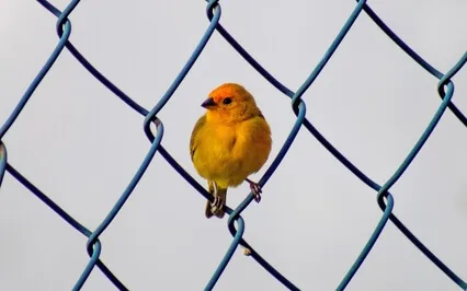 Focus Music - Binaural Beats Study & Memory Music