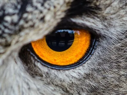 Focus Music - Binaural Beats Study Music