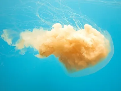 Focus Music - Brain Music For Studying