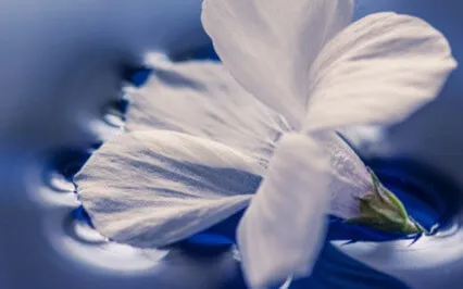 Focus Music - Calm Instrumental Music 