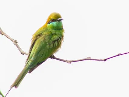 Focus Music Focus Music With Birds 111Hz