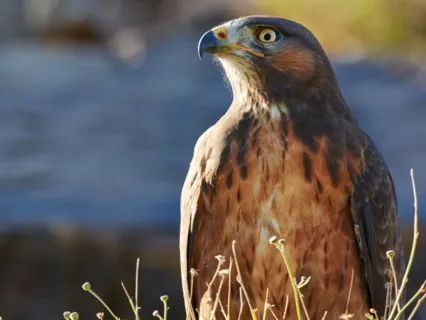 Focus Music - For Better Concentration & Memory