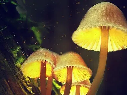 Focus Music For Healthy Mind And Soul