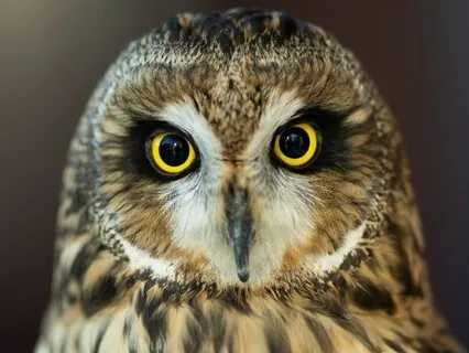 Focus Music -  Light, Uplifting Work Music