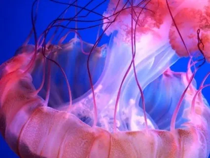 Focus Music - Relaxing Studying Music