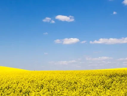 Focus Music - Super Relaxing Studying Music