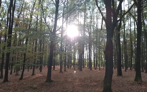 Focus Muziek | Lange Versie