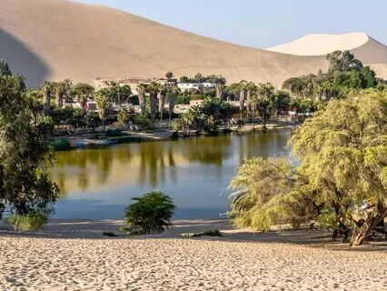 Focus Oasis | Tranquil Productivity