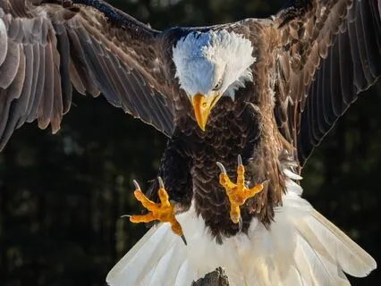Focus of the Eagle: Shamanic Concentration Ritual