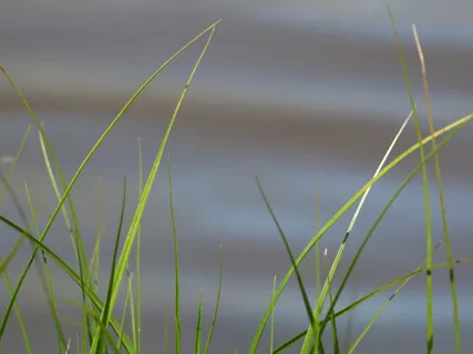 Focus On Calm By Releasing Tension