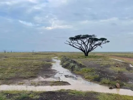 Focused Attention- Breath