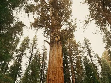 Focused Attention For Generous Listening