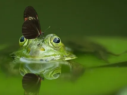 Focused Attention Practice