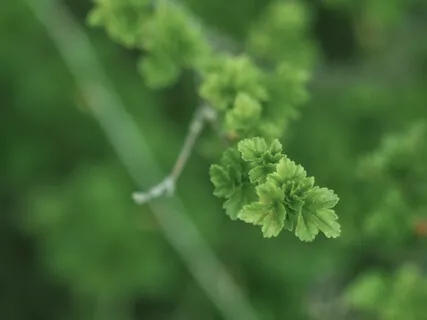 Focused Attention Meditation