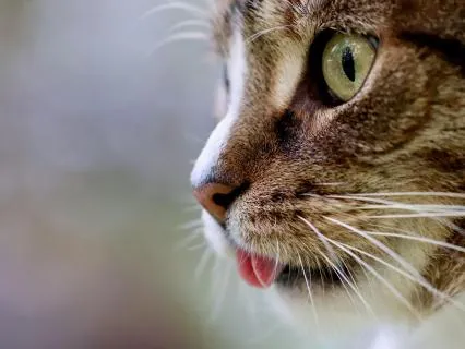 Focused Attention V Broad Awareness (+10 Minutes Of Silence)