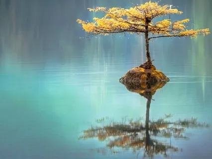 Focused Breath Meditation