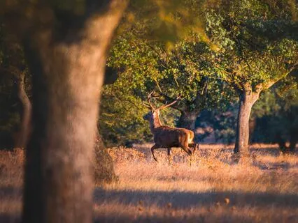 Focused Relaxation For Better Sleep