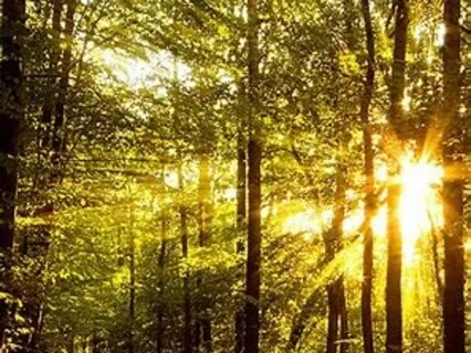 Focusing On Feeling Rest In Our Body Sensation Through This Meditation