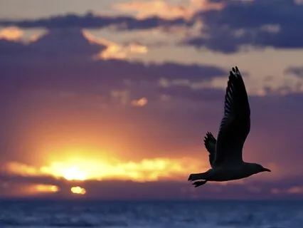 Focusing on the Breath Meditation