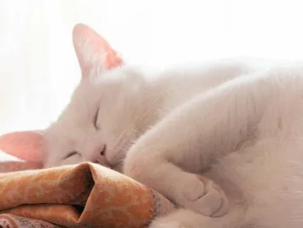 Focusing Practice For Rest And Grounding