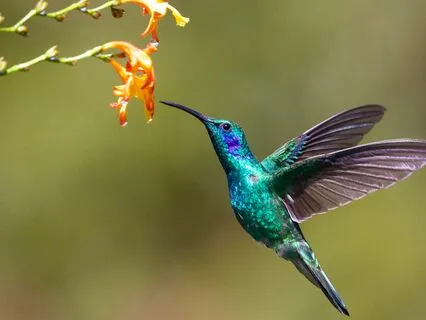 Fogo Sagrado: Circle Of Insight And Transformation