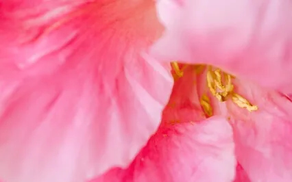 Фокус на приятном