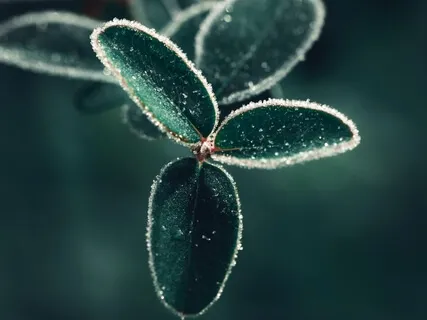 Фокус Внимания