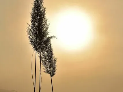 Follicular Phase Meditation: Creativity And New Beginnings