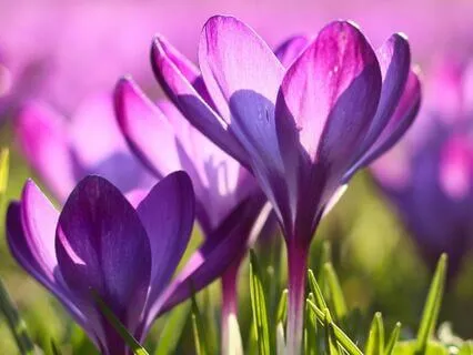 Follicular Phase Meditation