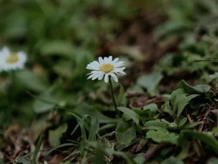 Follicular Phase: Morning Affirmations - Energy & Confidence