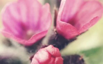 Follicular Phase: Seeds Of Renewal