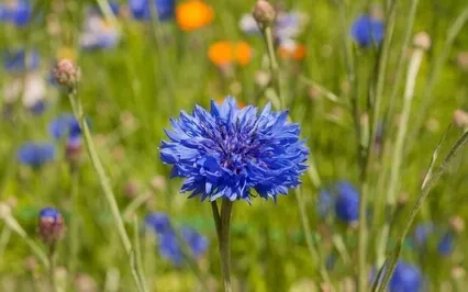 Follow A Stream To Surrender