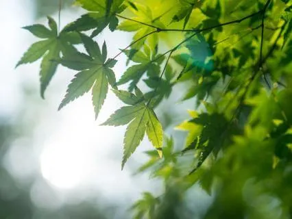 Follow The Breath Down - Regulate The Nervous System