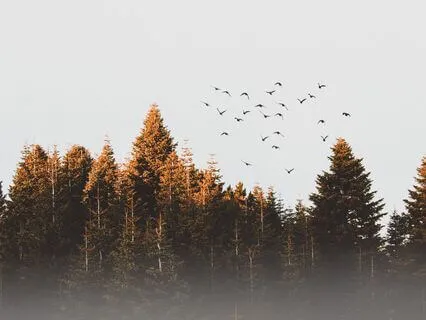 Follow The Breath: Mindful Breathing Meditation