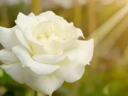 Follow The Path Of Your Heart