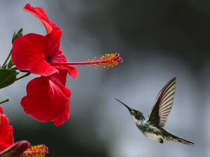 Following The Breath