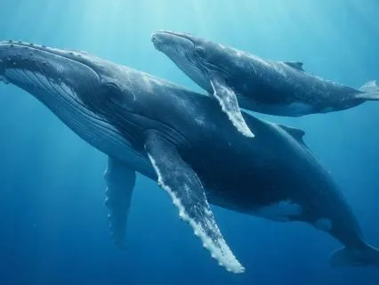 Following the Whales