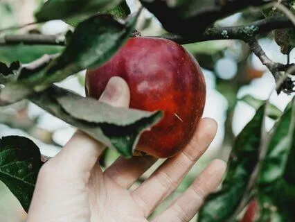 Food: A Way To Connect Deeply With The Natural World