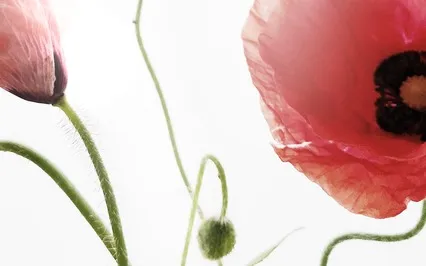 Food / Day 5: My Beautiful Body Energy Clearing 