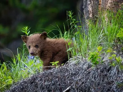 For Children: Let’s Be A Bear Cub! Guided Relaxation