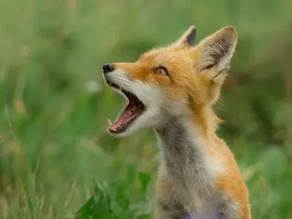 For Children: Let’s Be A Fox! Guided Relaxation