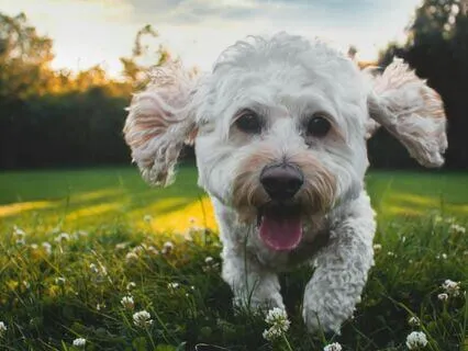 For Children: Let’s Be A Puppy! Guided Relaxation