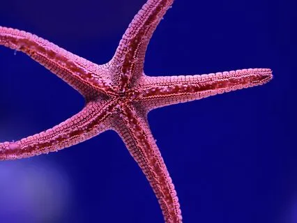 For Children: Let’s Be A Star! Guided Relaxation