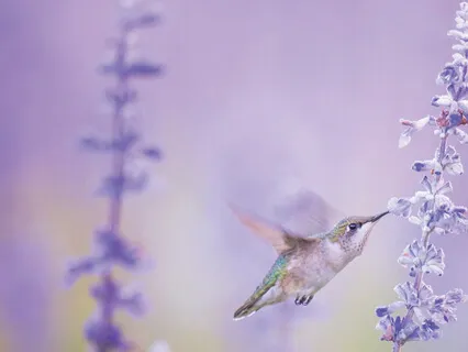 For Every Being In Mare Existence - Bird Harmony 