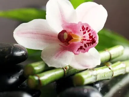 For Individuals Living With Parkinson's Disease