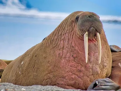For Kids: Calming Anger Like A Walrus