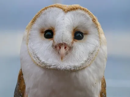 For Kids: Sleepy Like An Owl