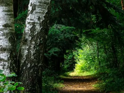 For Kids: The Magic Forest