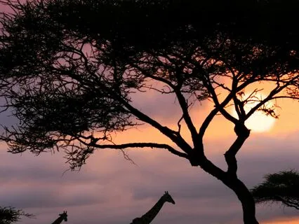 For Kids: The Sensory Safari