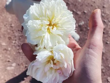 For Parents: A Quick Reset For Overwhelm